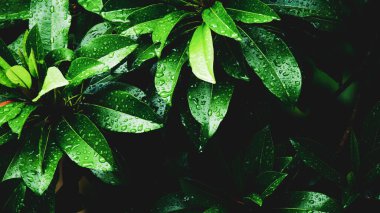 Arkaplan olarak kullanılmak üzere su damlacıkları olan yaprakların soyut arkaplan resmi. Web sitenizi veya yayınınızı süslemek için yaprak ve suyun soyut görüntüsü.