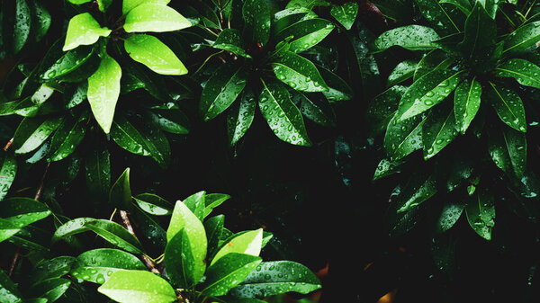Абстрактное фоновое изображение листьев с капельками воды для использования в качестве фона. Абстрактное изображение листьев и воды для украшения вашего сайта или публикации.