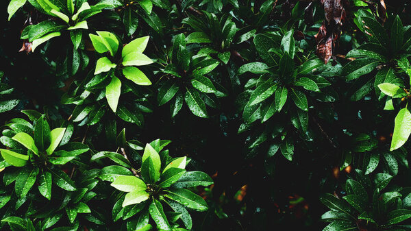 Абстрактное фоновое изображение листьев с капельками воды для использования в качестве фона. Абстрактное изображение листьев и воды для украшения вашего сайта или публикации.