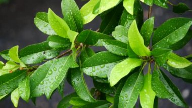 Doğada yeşil yaprakların üzerindeki su damlacıkları