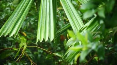 Doğada yeşil yaprakların üzerindeki su damlacıkları