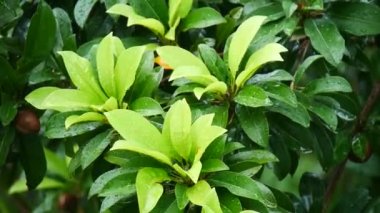 Doğada yeşil yaprakların üzerindeki su damlacıkları