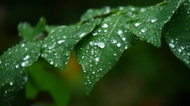 Doğada yeşil yaprakların üzerindeki su damlacıkları
