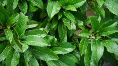 Doğada yeşil yaprakların üzerindeki su damlacıkları
