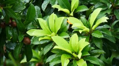 Doğada yeşil yaprakların üzerindeki su damlacıkları