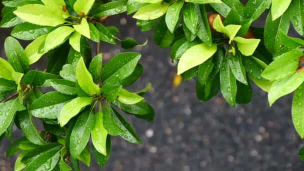 Gotas Agua Sobre Hojas Verdes Naturaleza — Vídeos de Stock