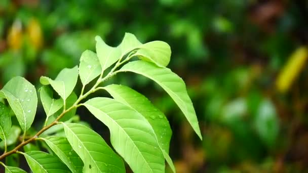 Gotas Água Folhas Verdes Natureza — Vídeo de Stock