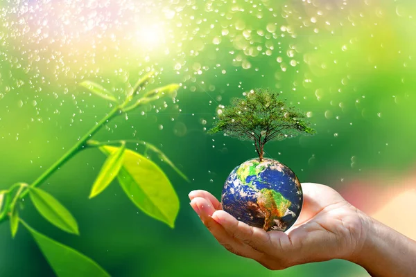Hand Hält Erde Mit Baum Vor Naturkulisse Umweltkonzept — Stockfoto