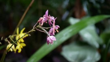 Parlak renkli güzel çiçekler tazelik verir.