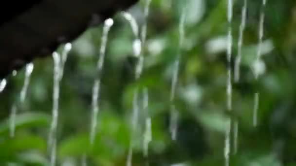 Close Zicht Water Druppels Natuurlijke Achtergrond — Stockvideo