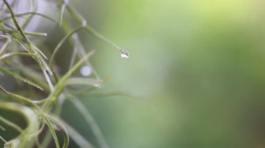 Water droplets at the tip of the fern in nature with copy space for the project. Nature background concept