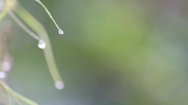 Water droplets at the tip of the fern in nature with copy space for the project. Nature background concept