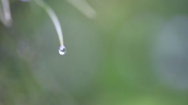 Water droplets at the tip of the fern in nature with copy space for the project. Nature background concept