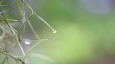 Water droplets at the tip of the fern in nature with copy space for the project. Nature background concept