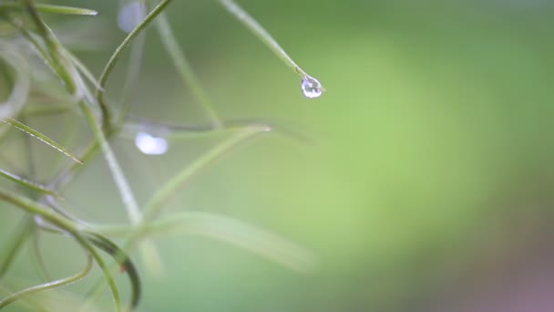 Water Droplets Tip Fern Nature Copy Space Project Nature Background — Stockvideo