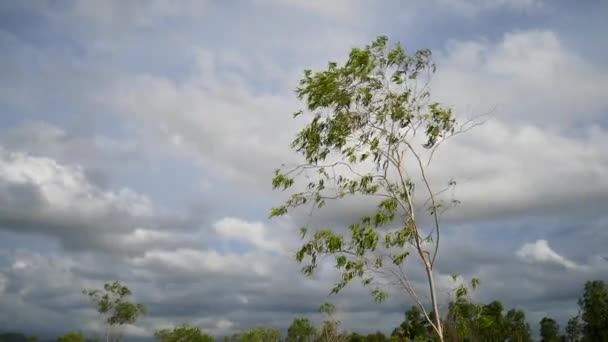 乾燥した地域に生息し砂の中で成長する自然界のユーカリの木 — ストック動画