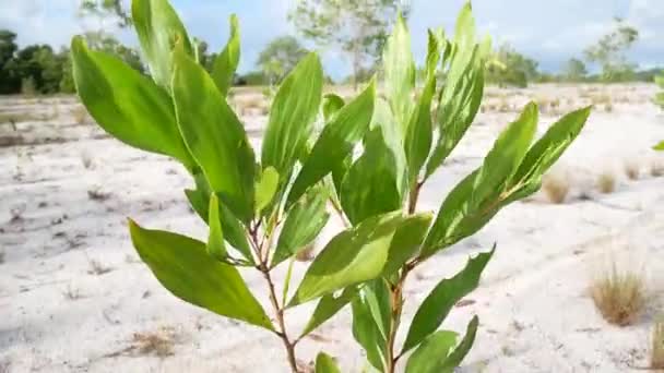 Eucalyptus Δέντρα Στη Φύση Που Ζουν Άνυδρες Περιοχές Και Αναπτύσσονται — Αρχείο Βίντεο