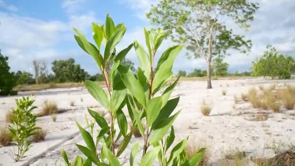 乾燥した地域に生息し砂の中で成長する自然界のユーカリの木 — ストック動画