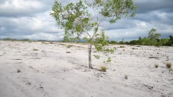 지역에 살면서 모래에서 자라는 유칼립투스 — 비디오