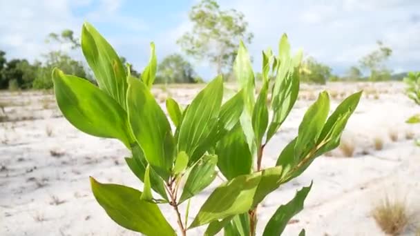Les Eucalyptus Dans Nature Vivent Dans Des Zones Arides Poussent — Video