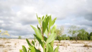 Doğadaki okaliptüs ağaçları kurak bölgelerde yaşar ve kumlarda büyür..