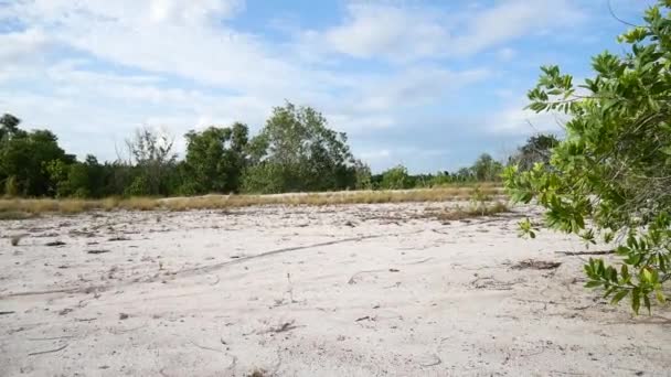 Alberi Eucalipto Natura Che Vivono Zone Aride Crescono Nella Sabbia — Video Stock