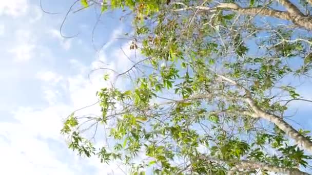 乾燥した地域に生息し砂の中で成長する自然界のユーカリの木 — ストック動画