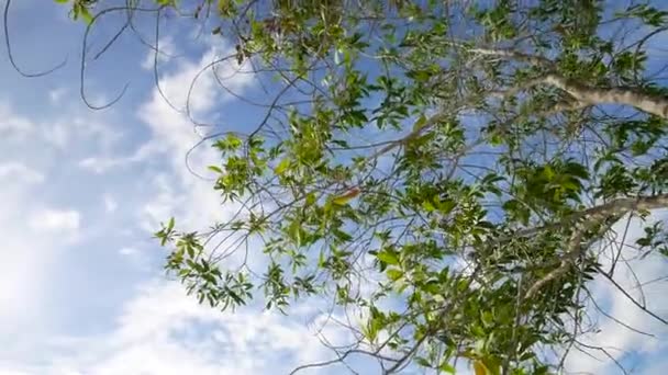 Eukalyptové Stromy Přírodě Žijící Vyprahlých Oblastech Rostoucí Písku — Stock video