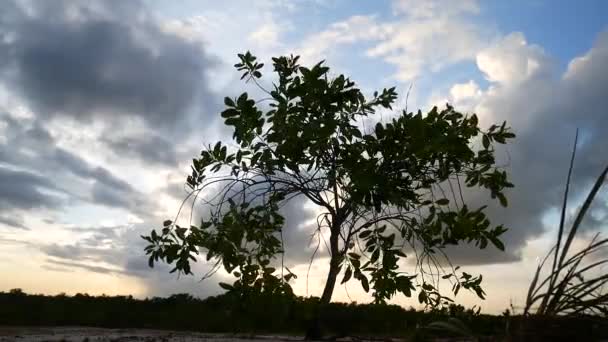 Vackra Gröna Blad Bladverk Koncept — Stockvideo