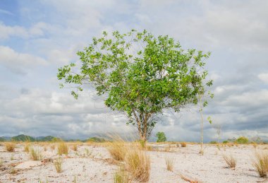 Bulutlu arkaplanda güzel ağaç manzarası 