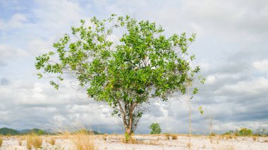 Bulutlu arkaplanda güzel ağaç manzarası 