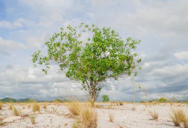 Bulutlu arkaplanda güzel ağaç manzarası 