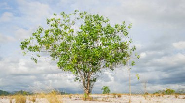 Bulutlu arkaplanda güzel ağaç manzarası 