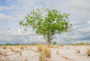 Bulutlu arkaplanda güzel ağaç manzarası 