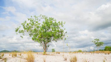 Bulutlu arkaplanda güzel ağaç manzarası 