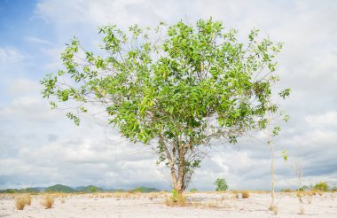 Bulutlu arkaplanda güzel ağaç manzarası 