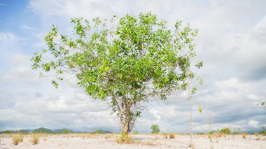 Bulutlu arkaplanda güzel ağaç manzarası 