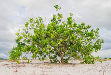 Bulutlu arkaplanda güzel ağaç manzarası 