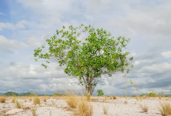 구름낀 배경에 아름다운 나무의 — 스톡 사진