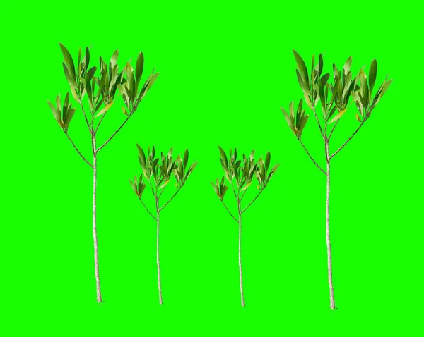 Eucalyptus Colored Background Clipping Path Eucalyptus Drought Tolerant Tree Suitable — Stok fotoğraf