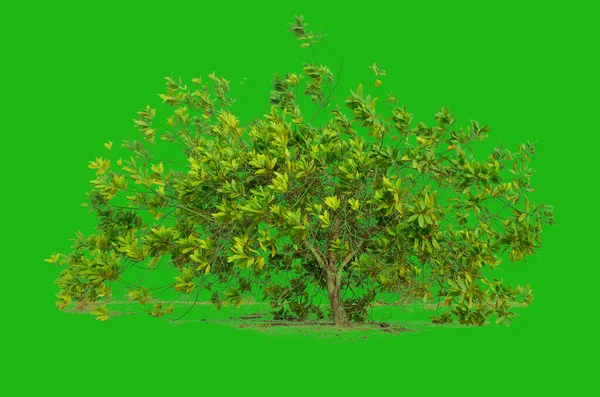 クリッピングパスを持つ色の背景にユーカリ ユーカリは干ばつの多い地域で育つのに適した耐干ばつ性の木です — ストック写真