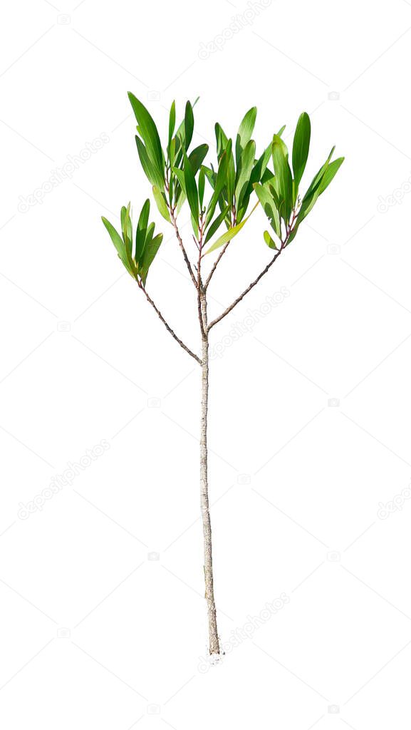 Eucalyptus on a colored background with clipping path. Eucalyptus is a drought-tolerant tree suitable for growing in drought-stricken areas.