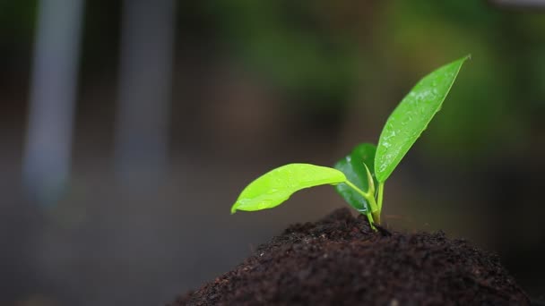 Nahaufnahme Von Pflanzen Die Tagsüber Boden Wachsen — Stockvideo