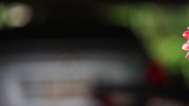 Güzel botanik fotoğrafı, doğal duvar kağıdı.