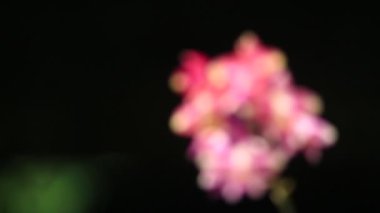 Parlak renkli güzel çiçekler tazelik verir.