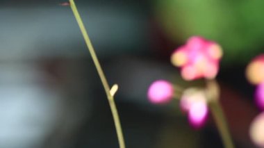 Parlak renkli güzel çiçekler tazelik verir.