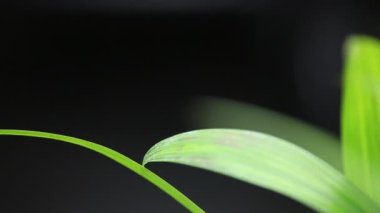 güzel yeşil yapraklar, yeşillik konsepti