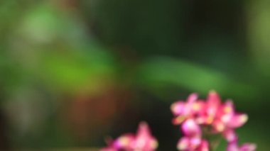 Parlak renkli güzel çiçekler tazelik verir.