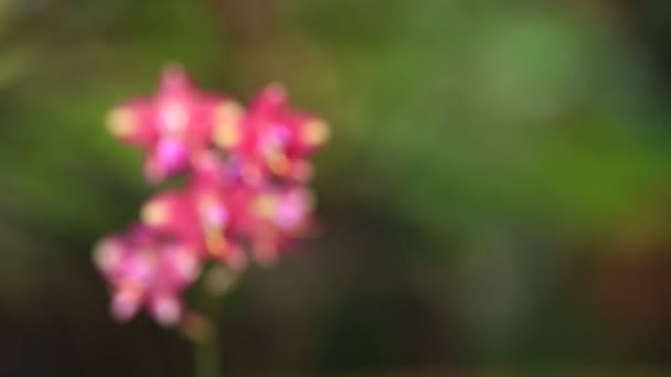 Piękne Kwiaty Jasnymi Kolorami Dają Świeżość — Wideo stockowe