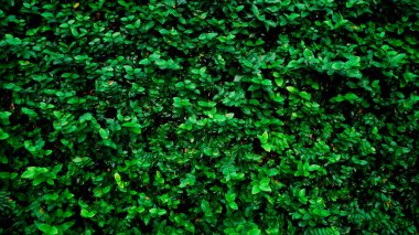 Doğal ağaçlarla kaplı bir duvarın soyut arkaplan resmi. bir projede arkaplan olarak kullanılmak üzere.